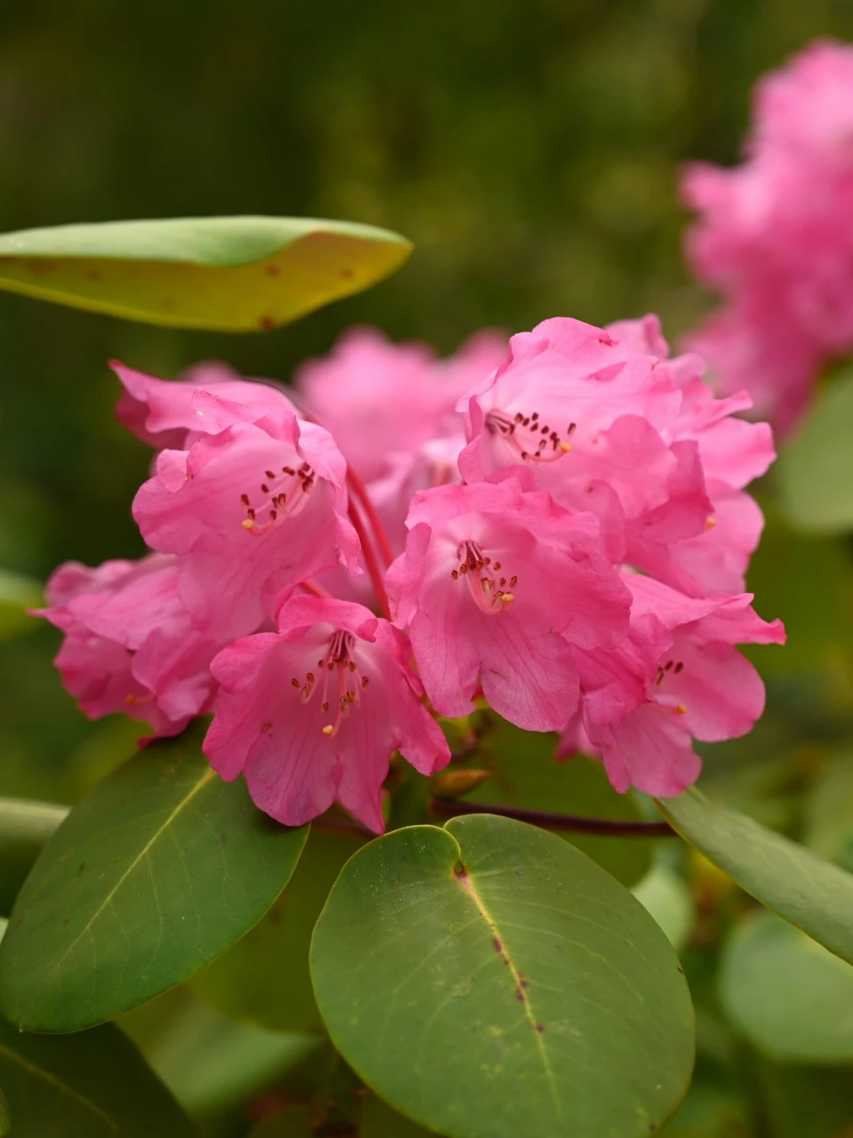 R. orbiculare AGM